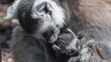 V Zoo Praha se narodilo mládě lemura kata. První po 25 letech